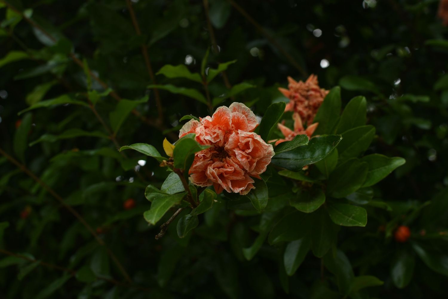 Coral-colored roses blooming on a bush with dark green foliage in soft focus.