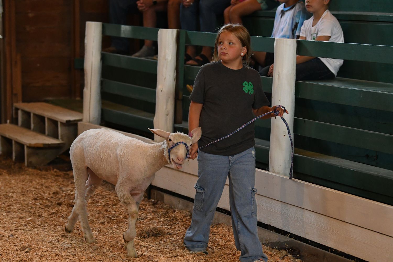 Two people lead a white goat through a fenced arena area during a livestock show or competition.