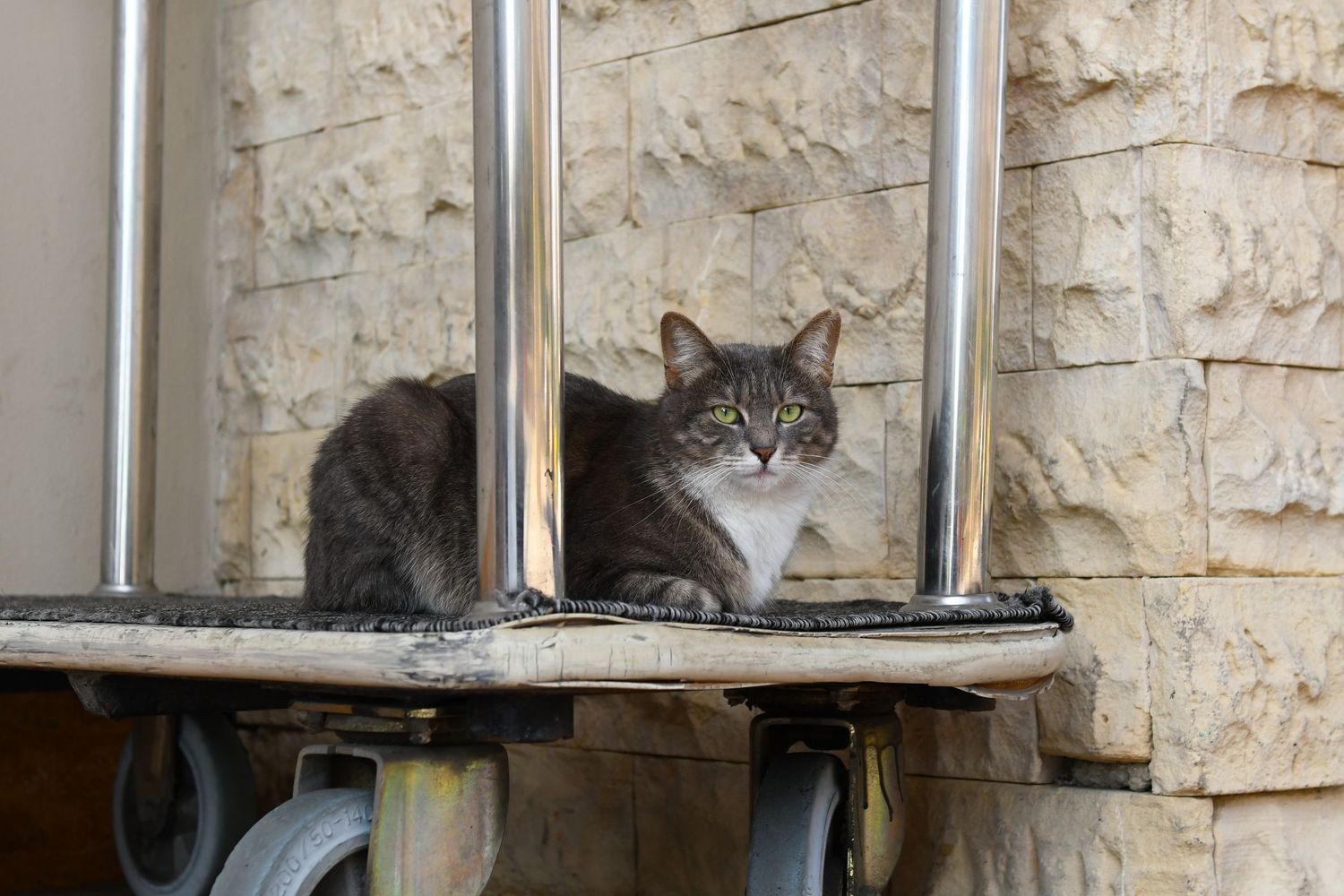 A gray and white cat sits on a ledge by a window against a textured stone wall.