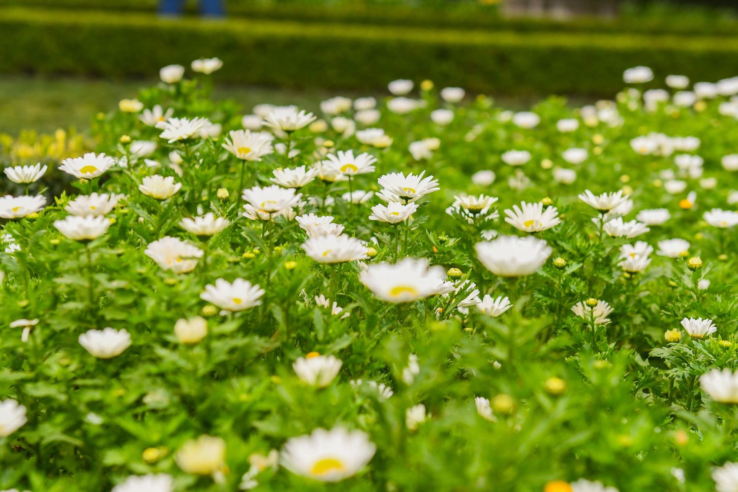 White daisies bloom among lush green grass in a sunny meadow, creating a cheerful spring landscape.