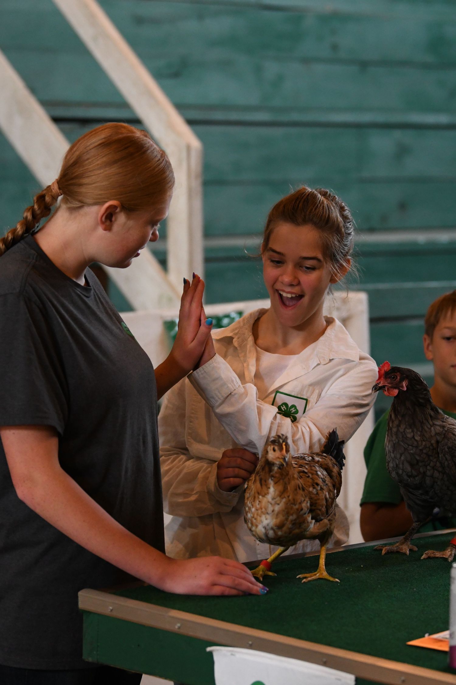 Several people gather around a table examining chickens during what appears to be a poultry show or event.