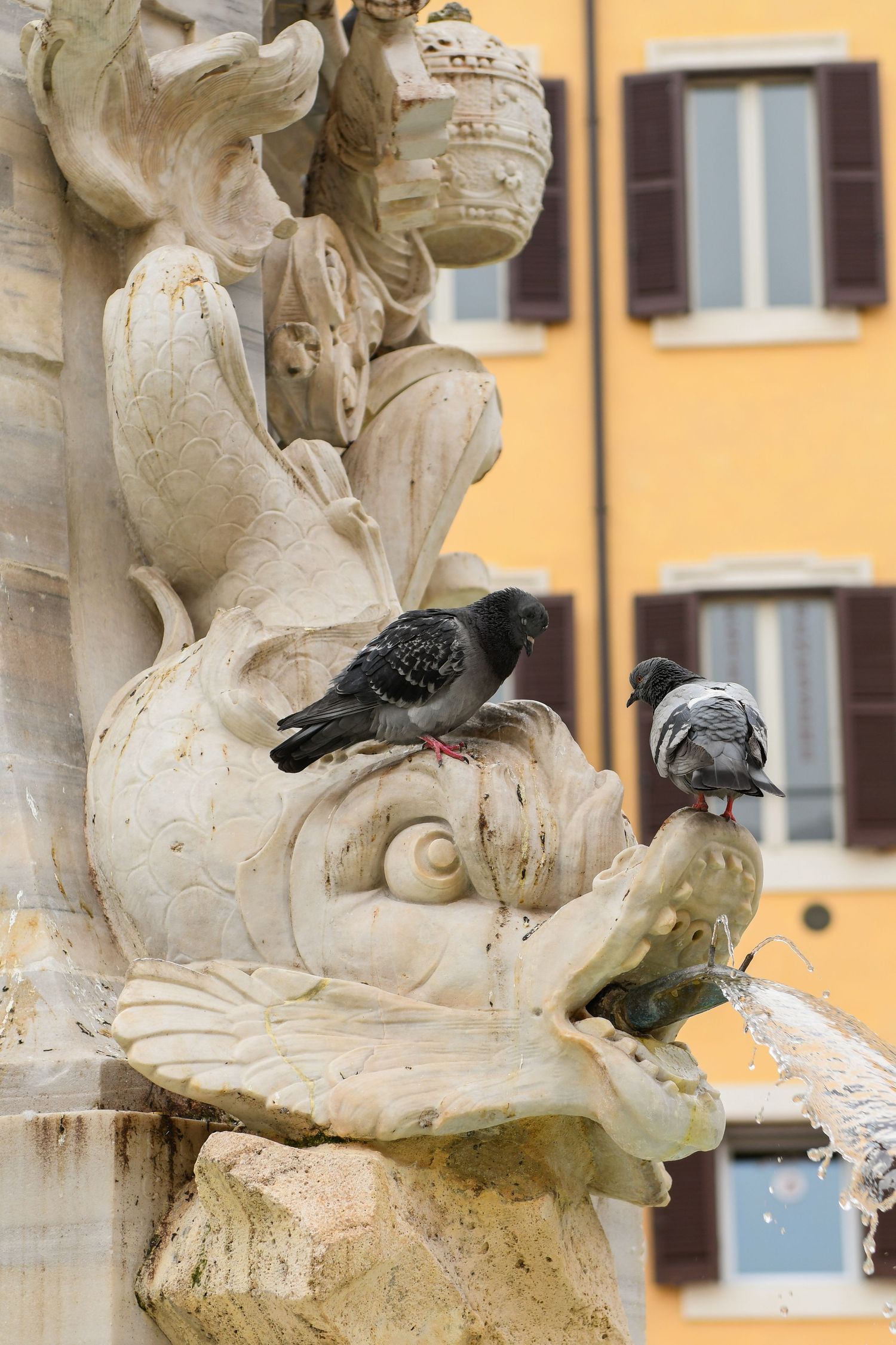 Pigeons perched on ornate white stone fountain sculpture against yellow building backdrop.
