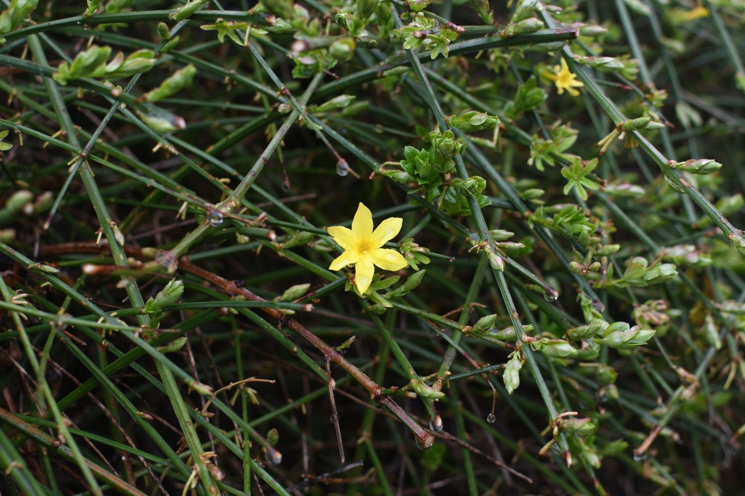 A delicate yellow flower blooms among thin green branches.