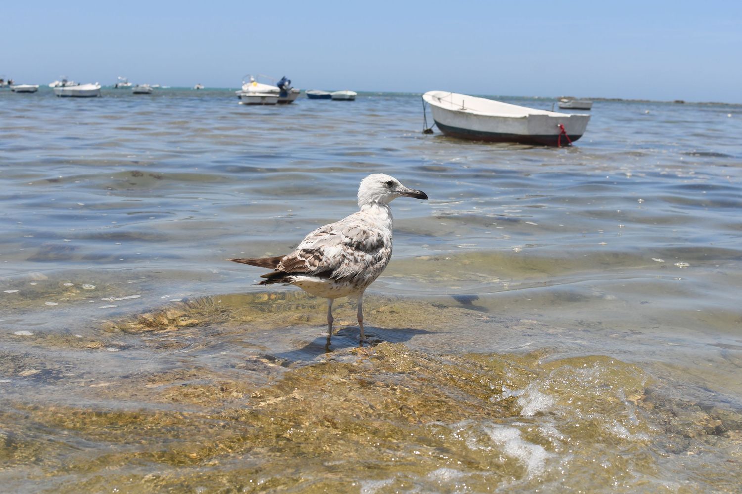 Seagull standing on wet rocks with small boats in the background.