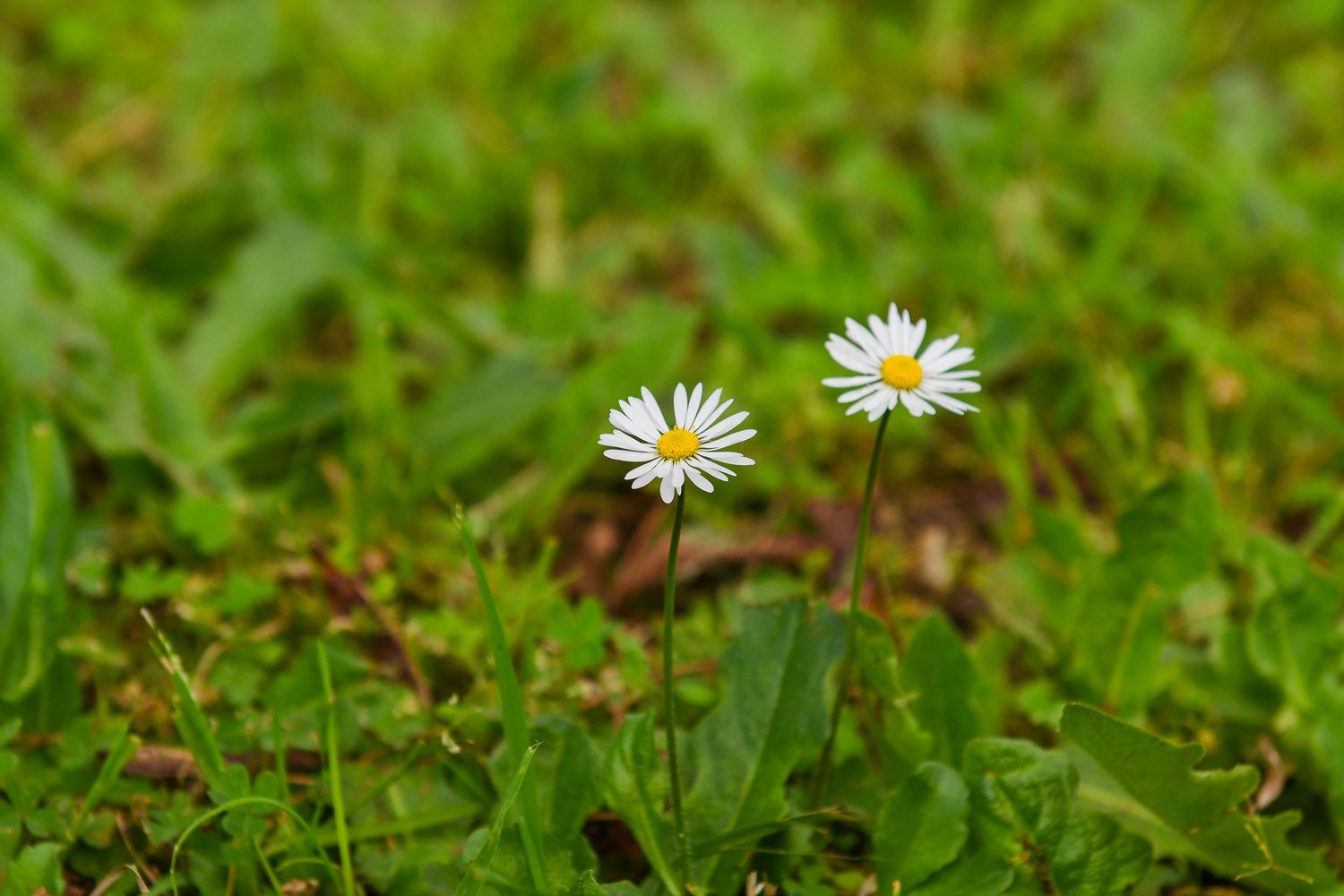 White daisies blooming in lush green grass with shallow depth of field.
