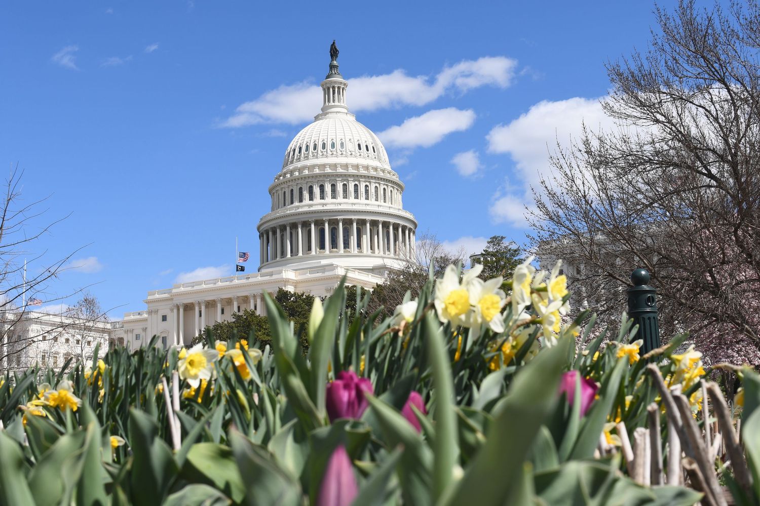 US Capitol dome rising behind colorful spring tulips and daffodils against a blue sky.