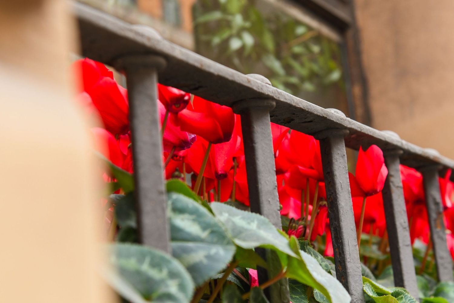 Red geranium flowers blooming behind black metal railing on an outdoor balcony.