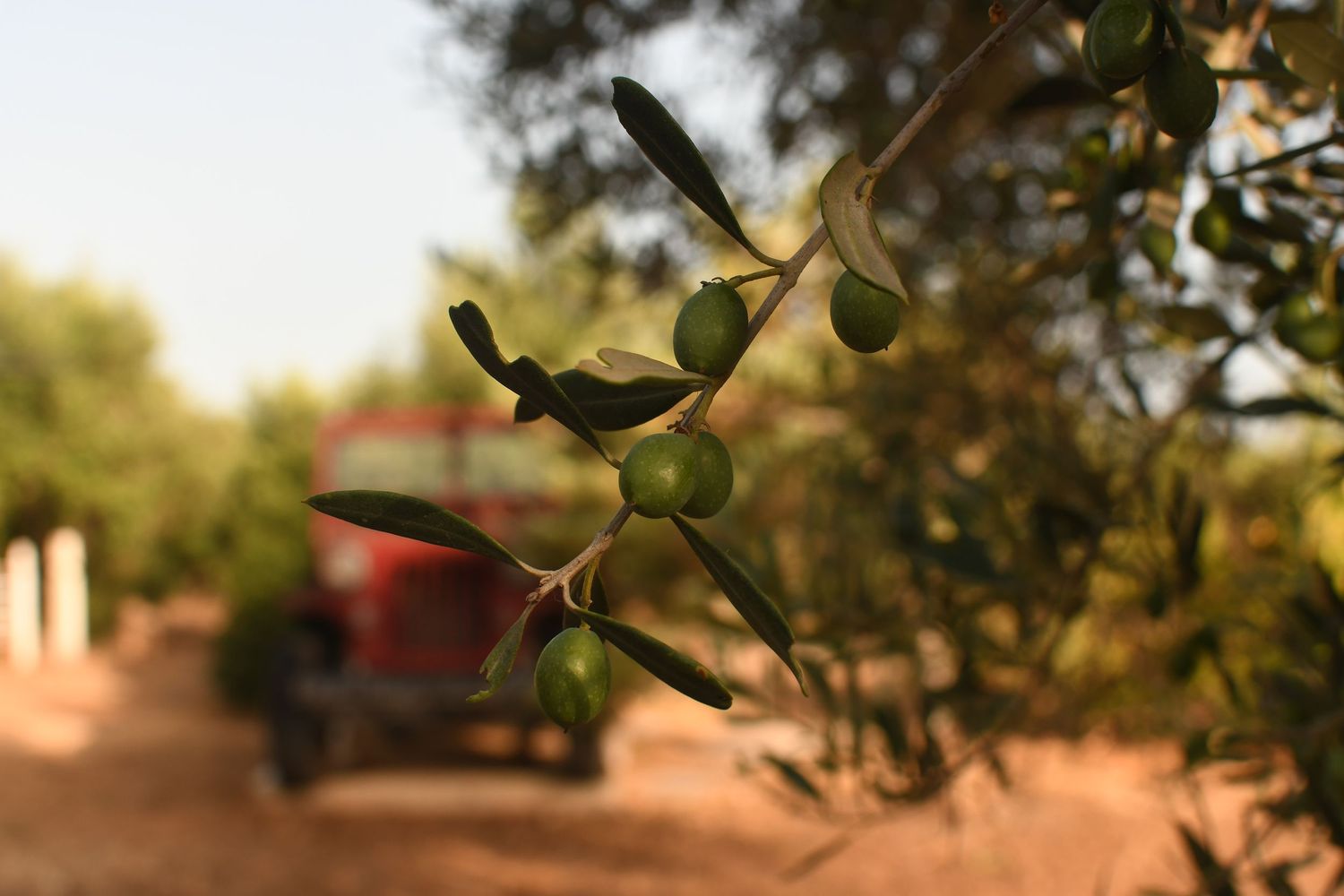 Close-up of olive branches with unripe olives at sunset.