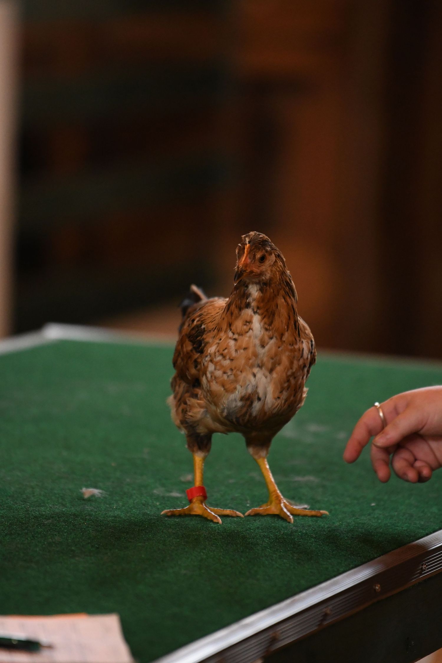 A small brown quail bird walks across a green surface and approaches a metal bar in a sequence of photos.