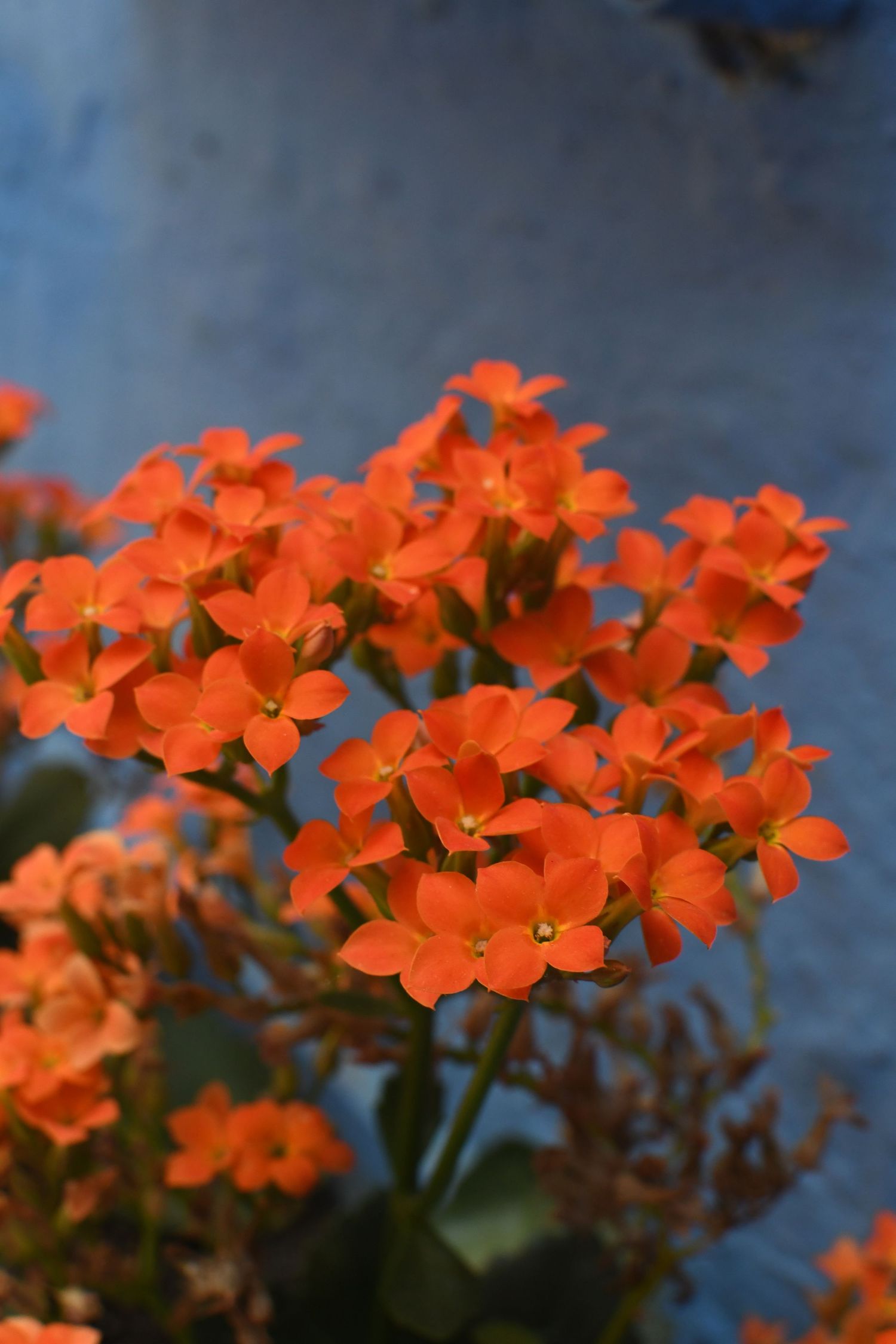 Vibrant orange kalanchoe flowers blooming against a blue background.