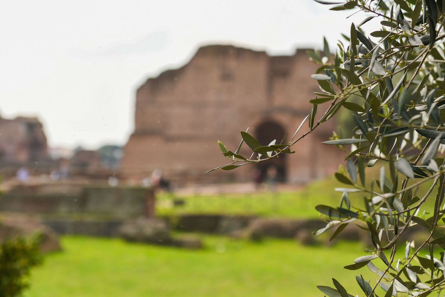 Ancient Roman ruins with green grass and olive trees in the foreground.