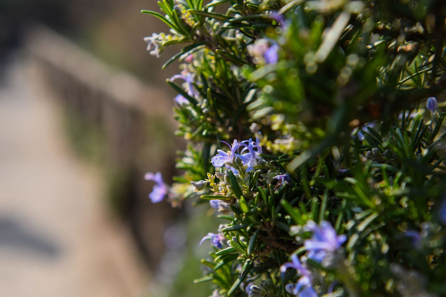 Purple rosemary flowers bloom in closeup with soft blurred background.