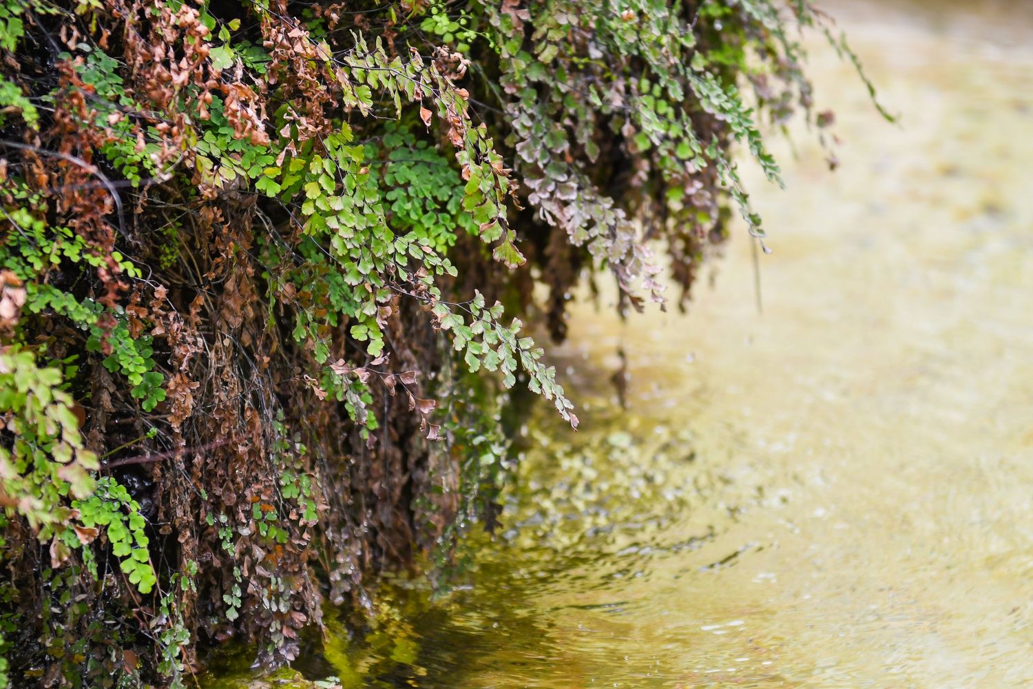 Lush green vines growing along an ancient stone wall with dappled sunlight.