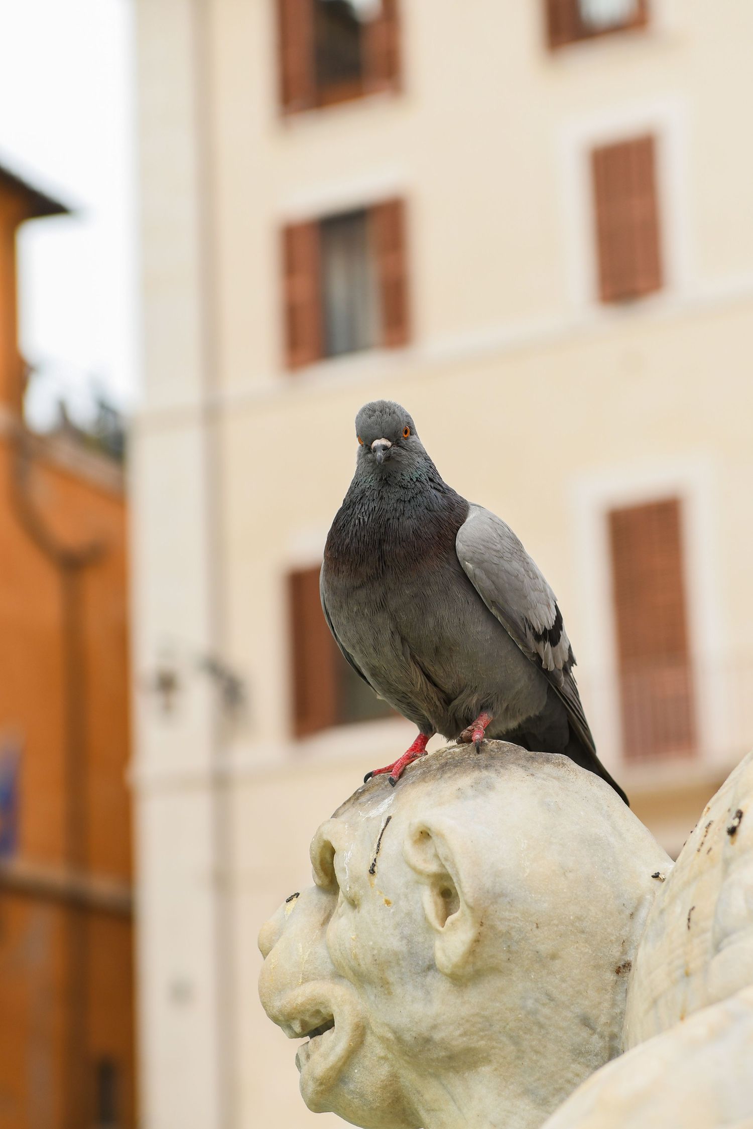 Gray pigeons perched on a white stone statue against a beige building facade.