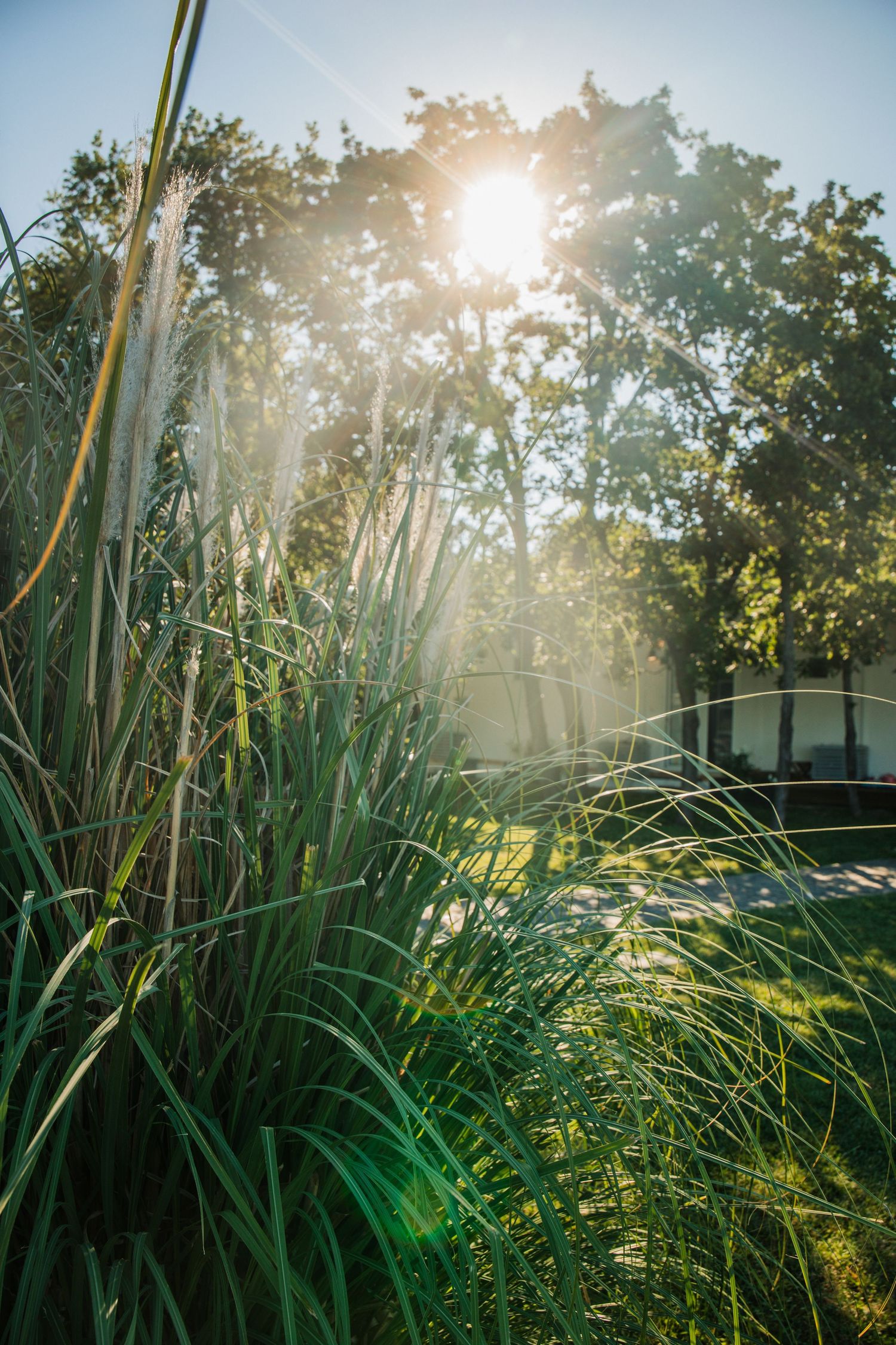 Sunlight streaming through tall green ornamental grass and trees in a lush park setting on a bright sunny day.