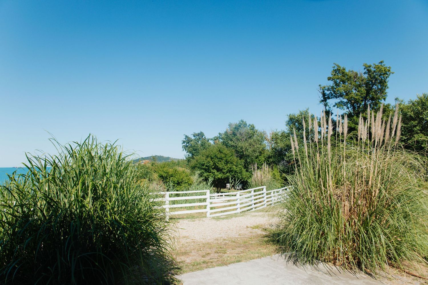 Scenic coastal path with tall grass, white fence, and clear blue sky overlooking the sea.