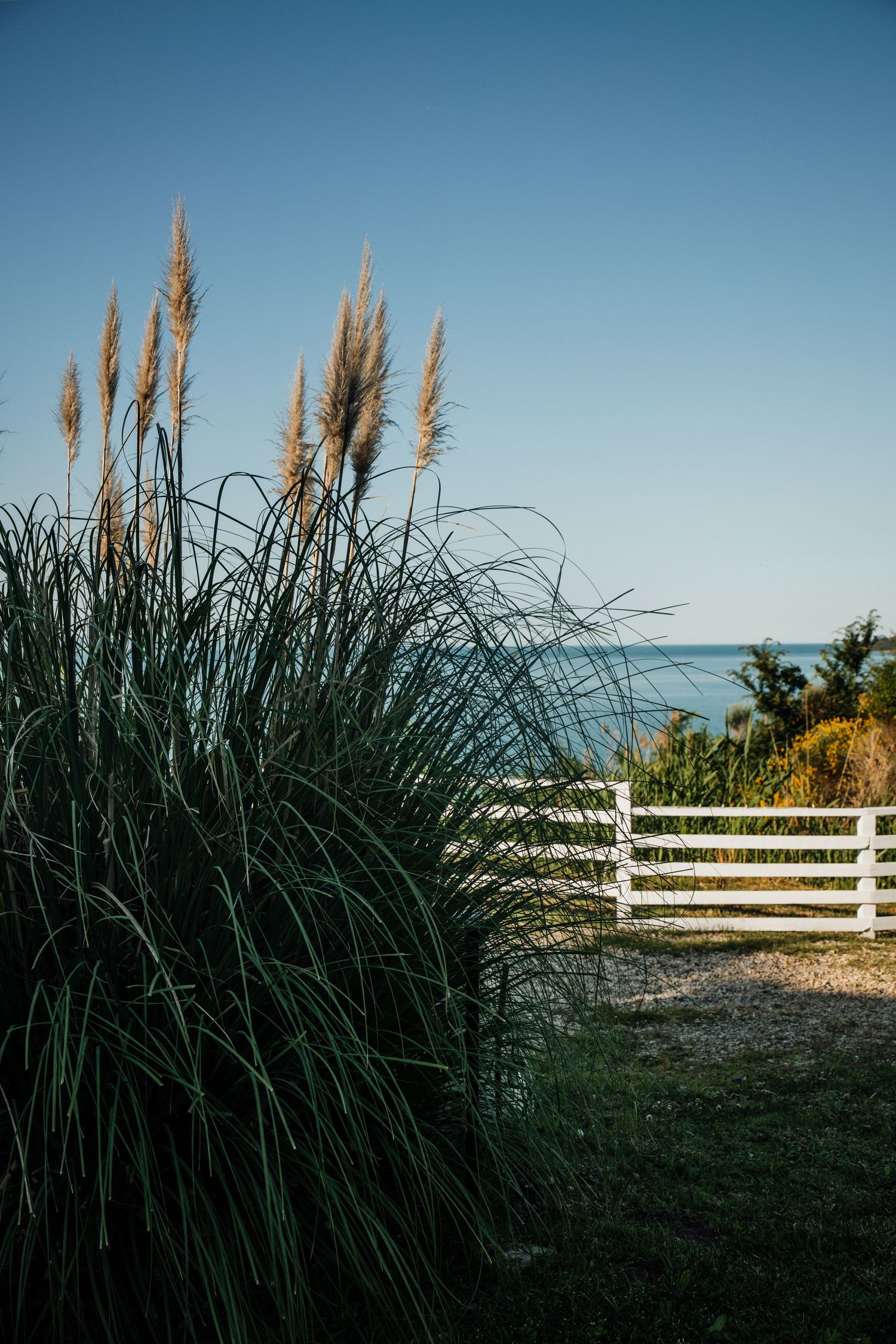 Tall pampas grass beside white fence with ocean view under clear blue sky.