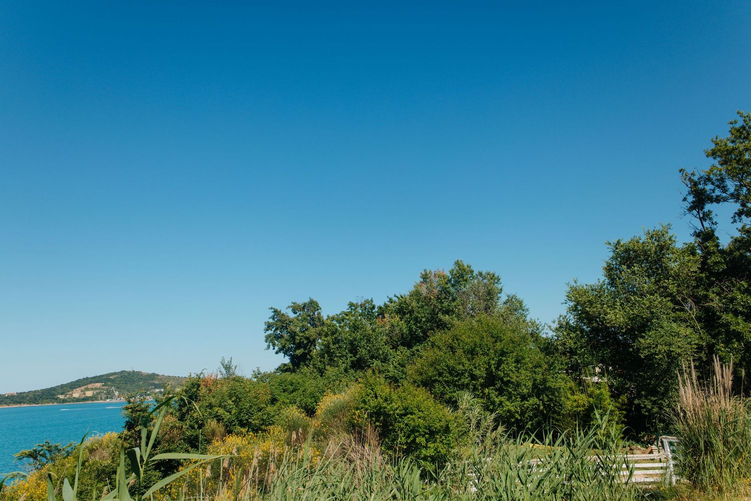 Lush green trees and shrubs overlooking a calm blue lake under a clear summer sky.