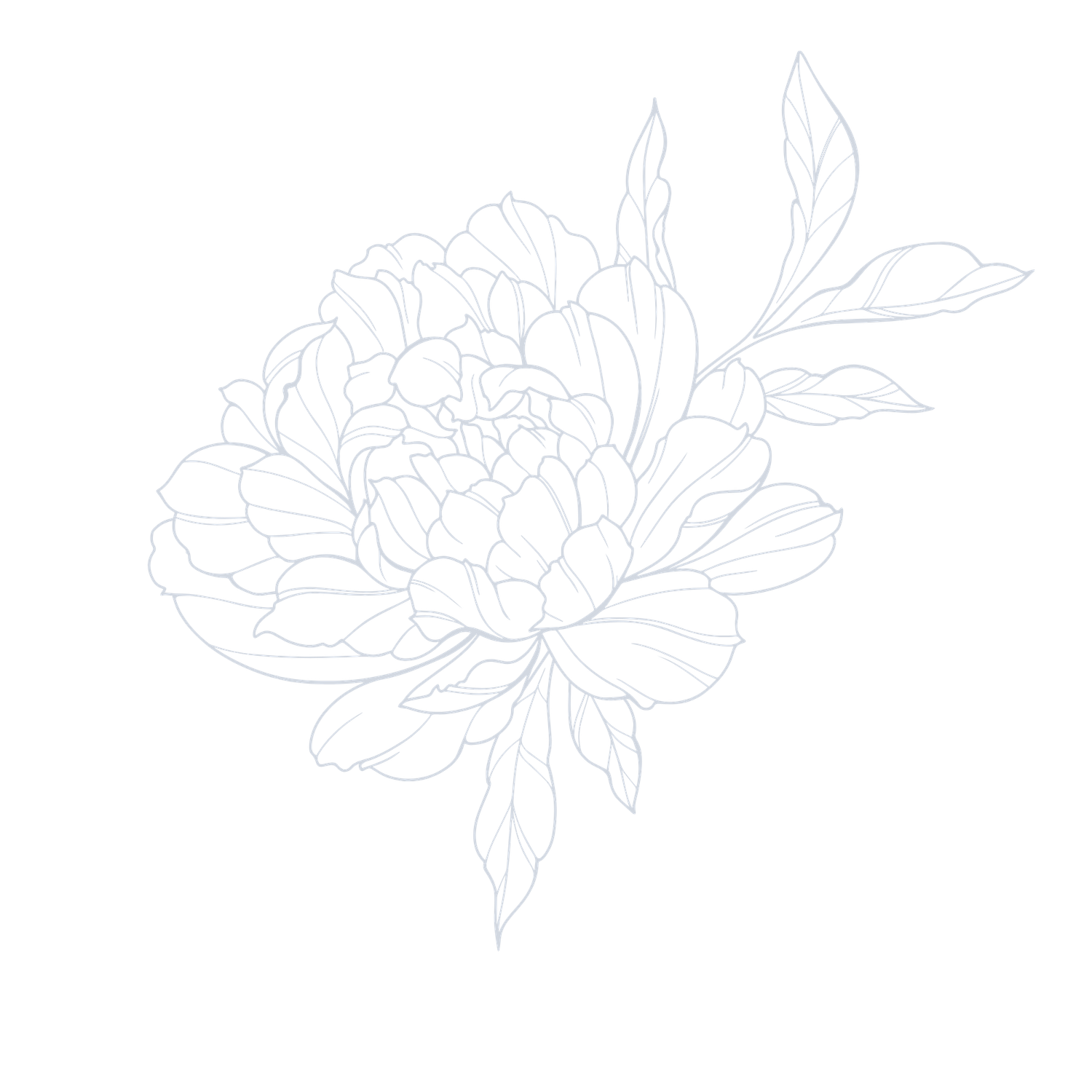 Delicate line drawing of a blooming peony flower with leaves, rendered in soft gray on white background.