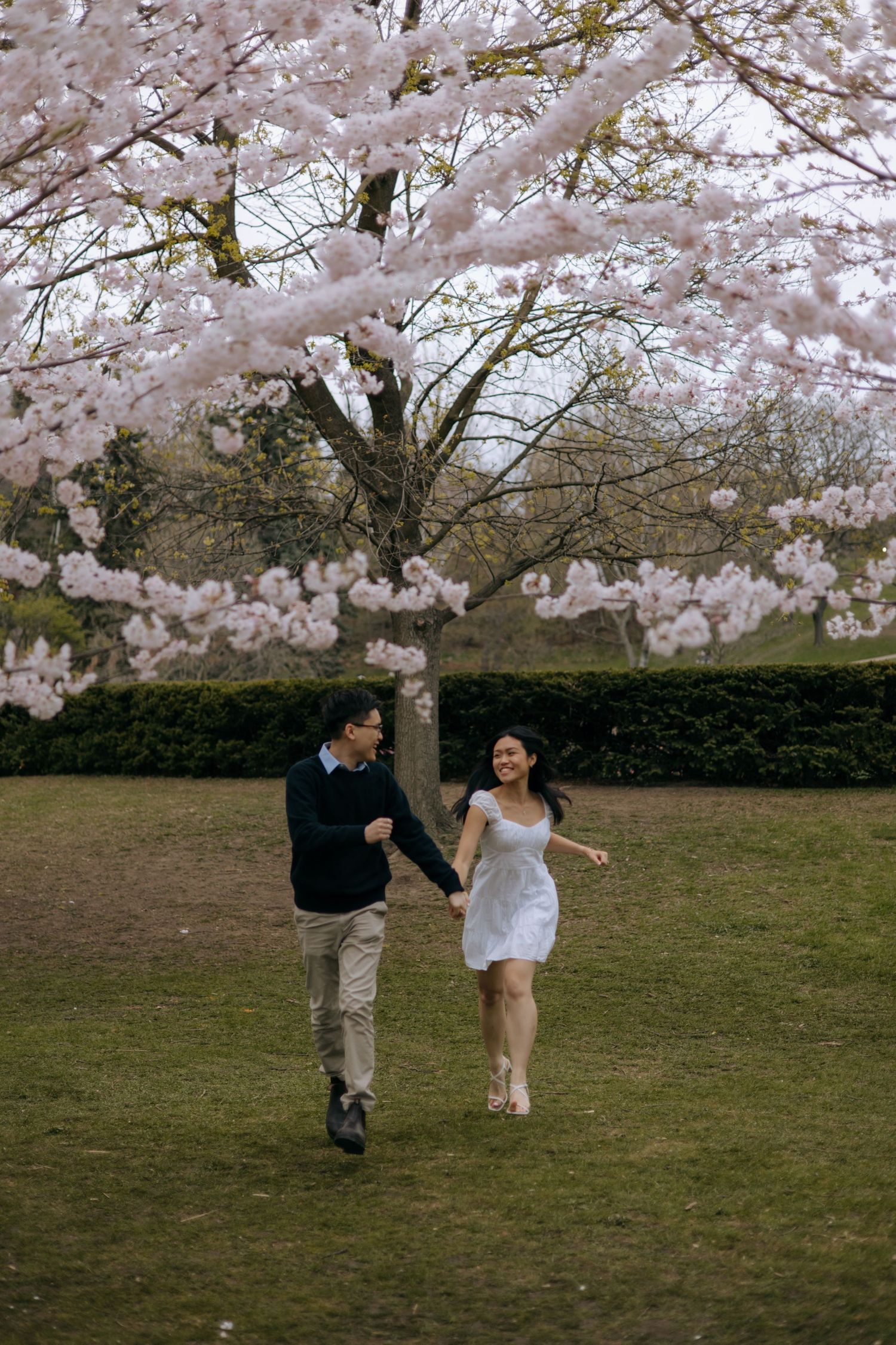 Happy Asian couple running hand in hand through park under stunning pink cherry blossom tree.