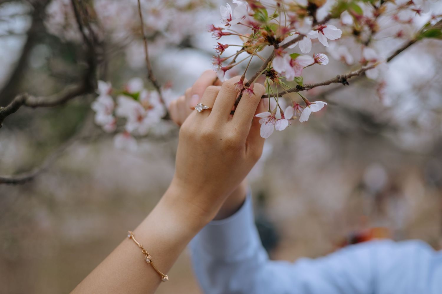 Close-up of hand with diamond engagement ring touching pink cherry blossom flowers on a branch.