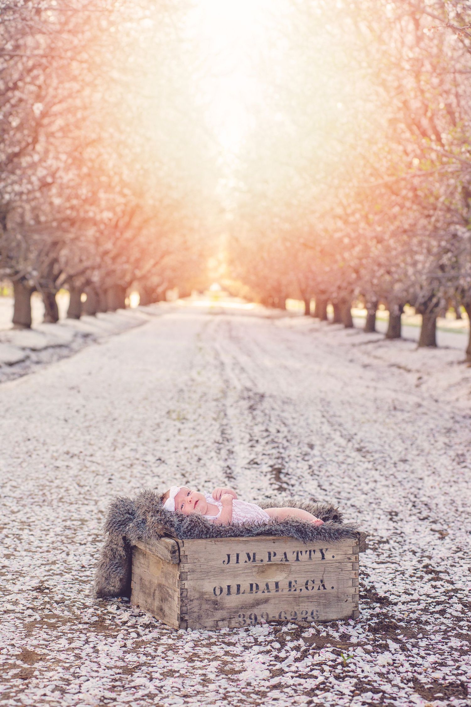 Magical winter scene with sunlit orchard path and rustic wooden crate. almond orchard blossoms