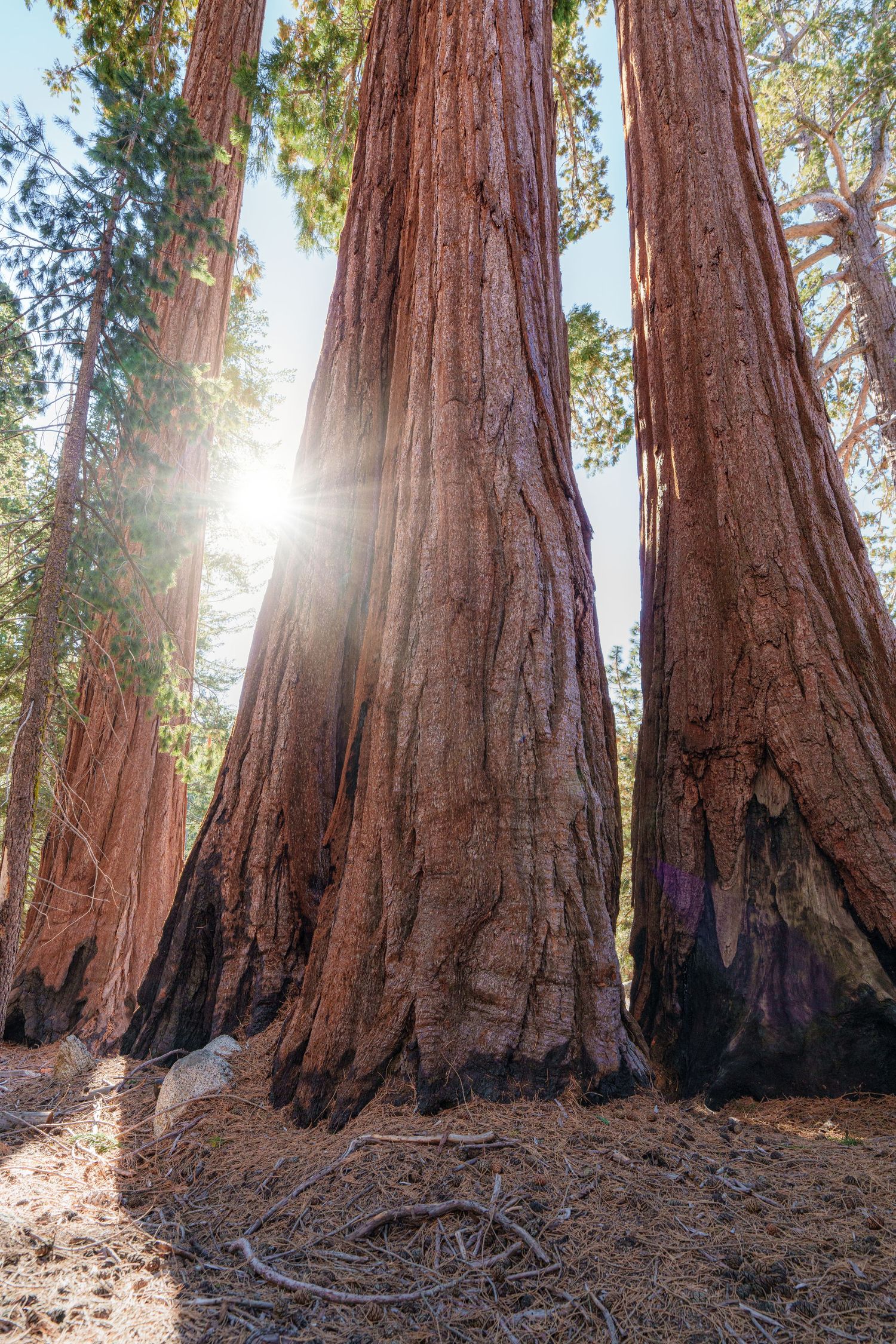 Towering giant sequoia trees with reddish-brown bark in a sunlit forest, sun rays bursting between massive trunks.