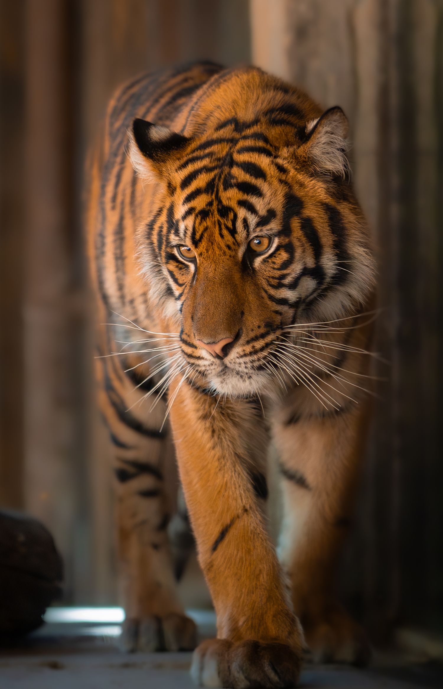Cinematic environmental portrait of a wild animal in its natural habitat with dramatic lighting by Vince Shewmaker.