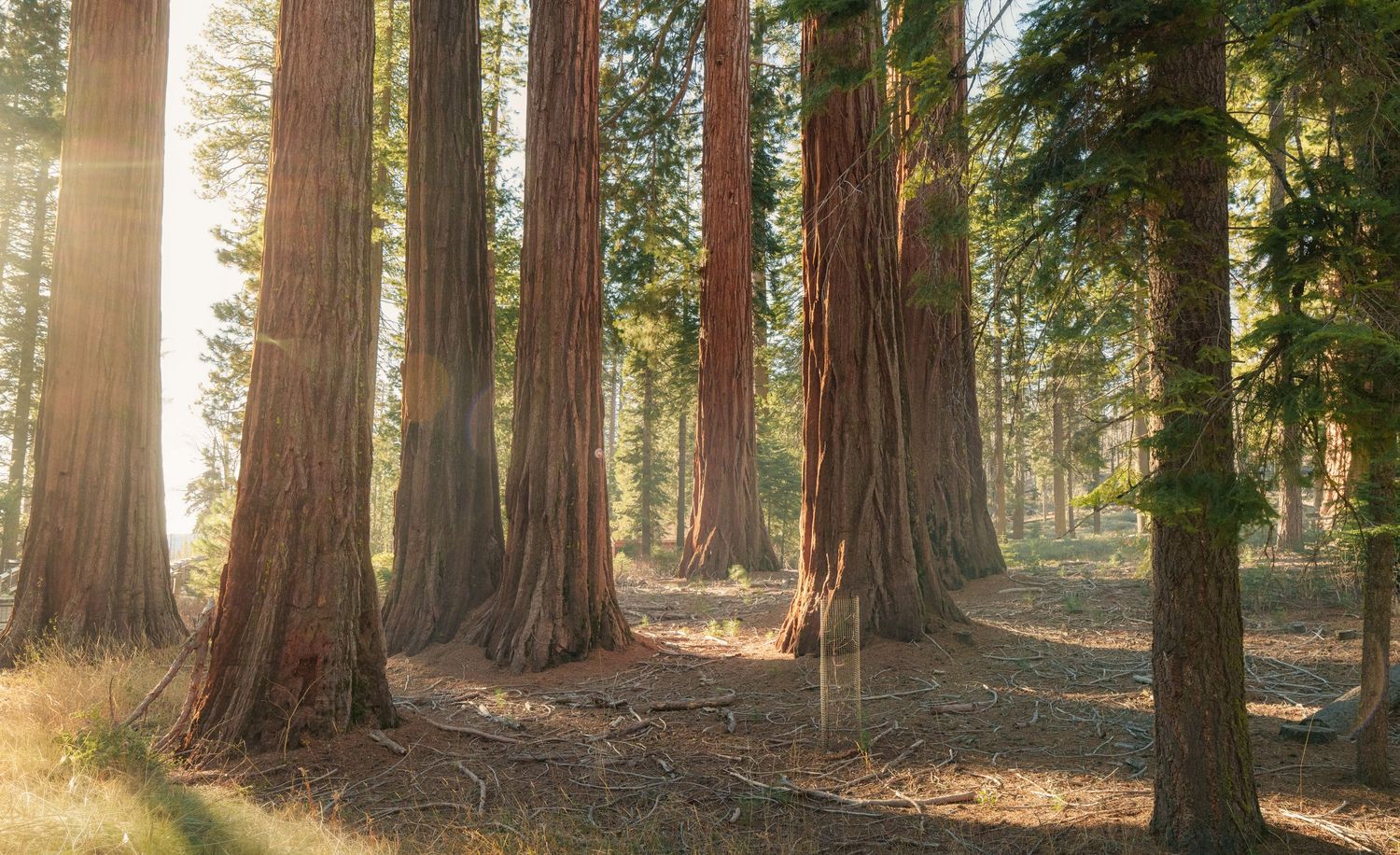 Sunlight filters through towering redwood trees in a serene forest, illuminating the rich brown bark and forest floor.