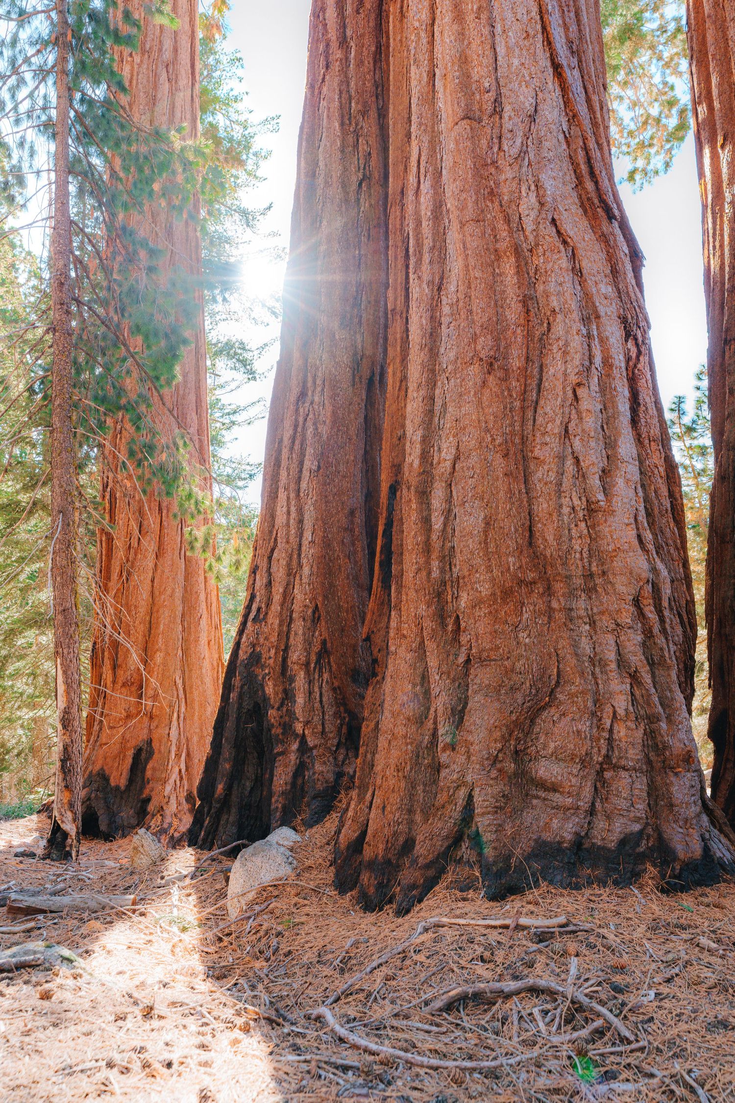 Dramatic wide-angle nature photograph of majestic mountains and under giant sequoia trees by Vince Shewmaker.