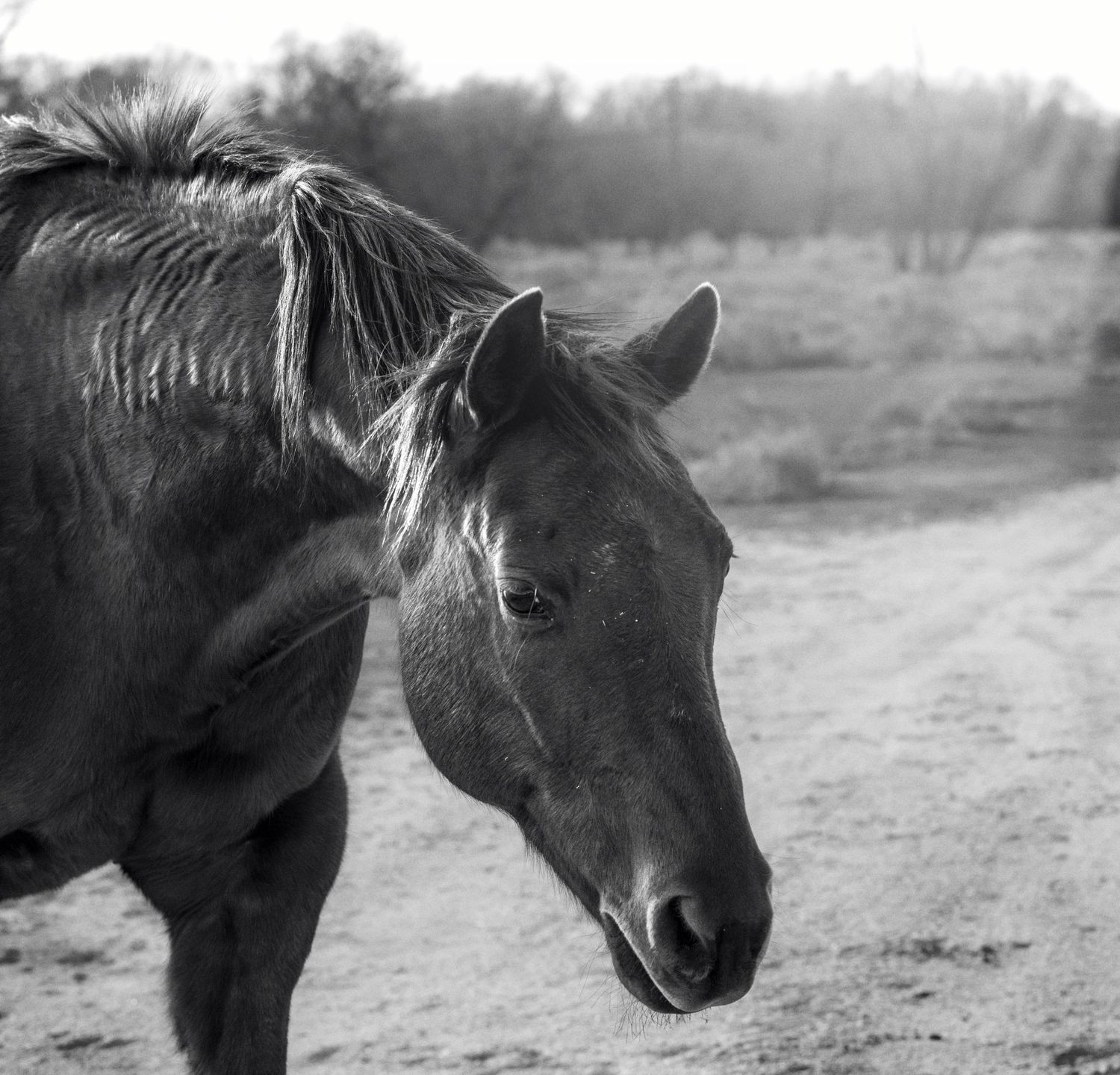Black and white close-up portrait of a horse standing on a dirt path with trees in the background.