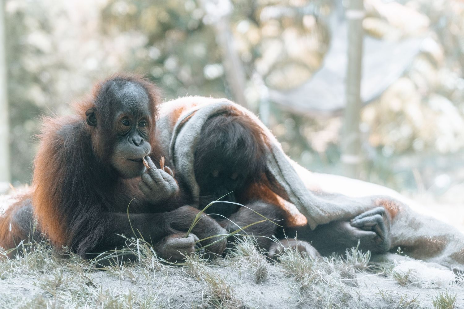 Cinematic environmental portrait of a wild animal in its natural habitat with dramatic lighting by Vince Shewmaker.