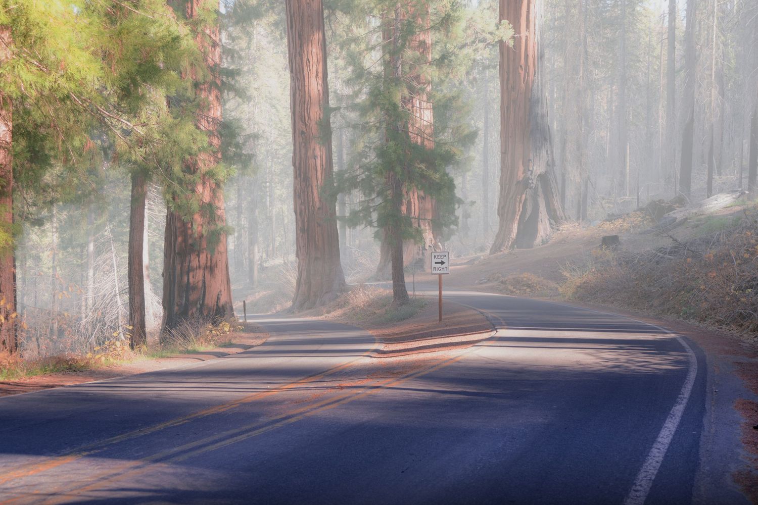 Dramatic wide-angle nature photograph of majestic mountains and under giant sequoia trees by Vince Shewmaker.