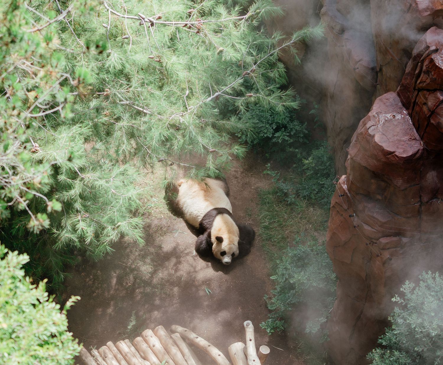 Cinematic environmental portrait of a wild animal in its natural habitat with dramatic lighting by Vince Shewmaker.