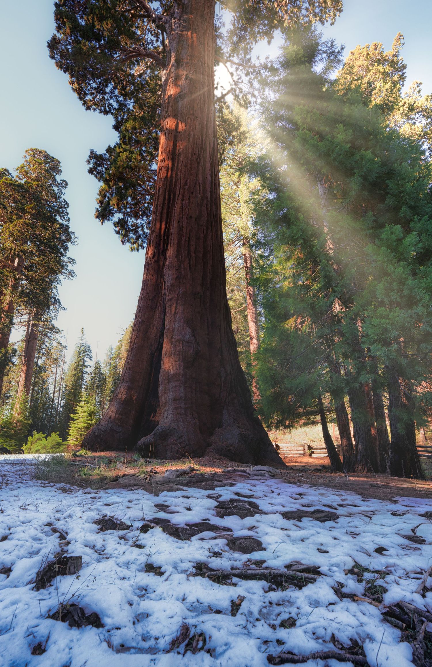 Dramatic wide-angle nature photograph of majestic mountains and under giant sequoia trees by Vince Shewmaker.