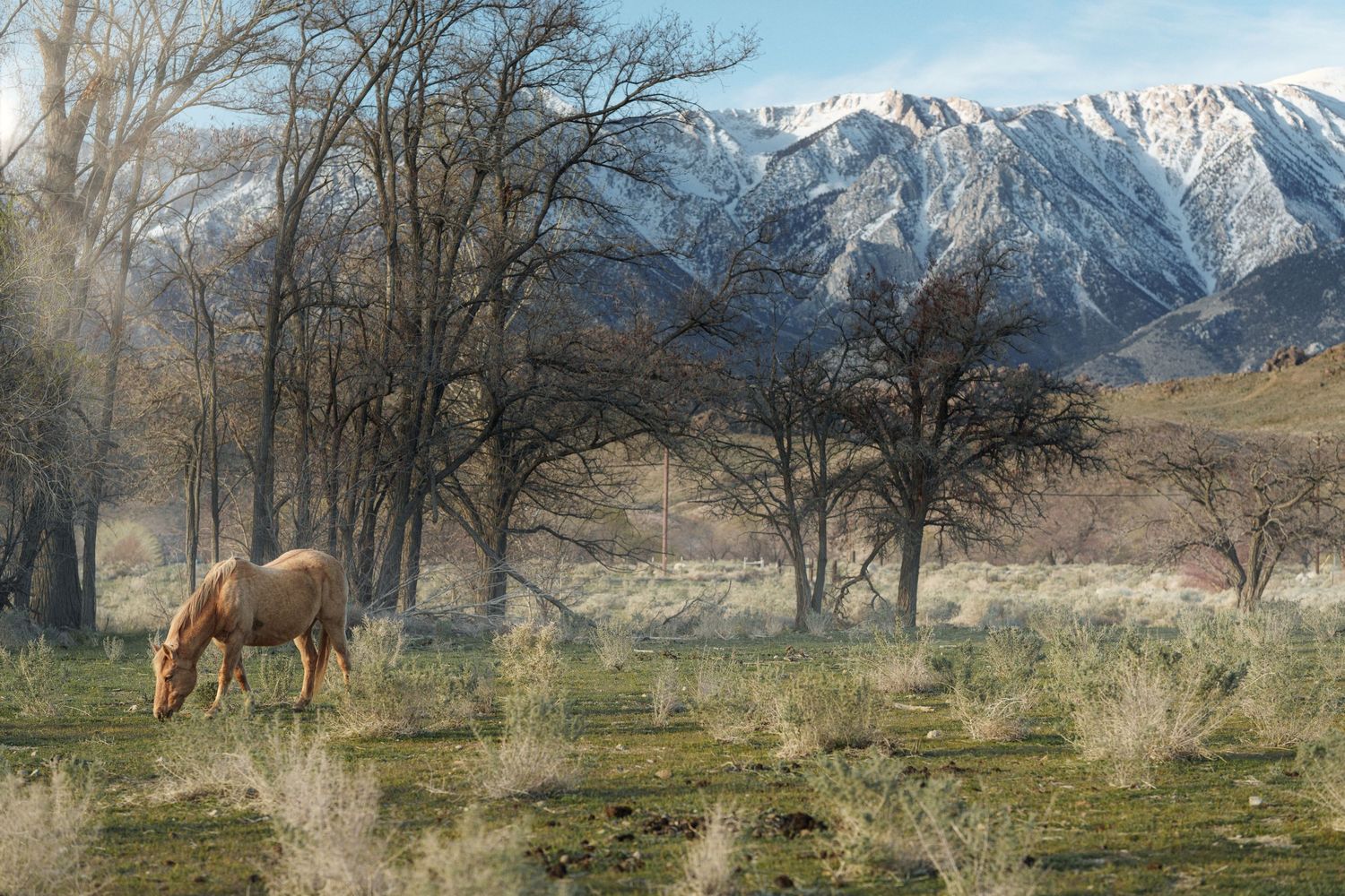 A palomino horse grazes in a field with bare trees and snow-capped mountains in the background.