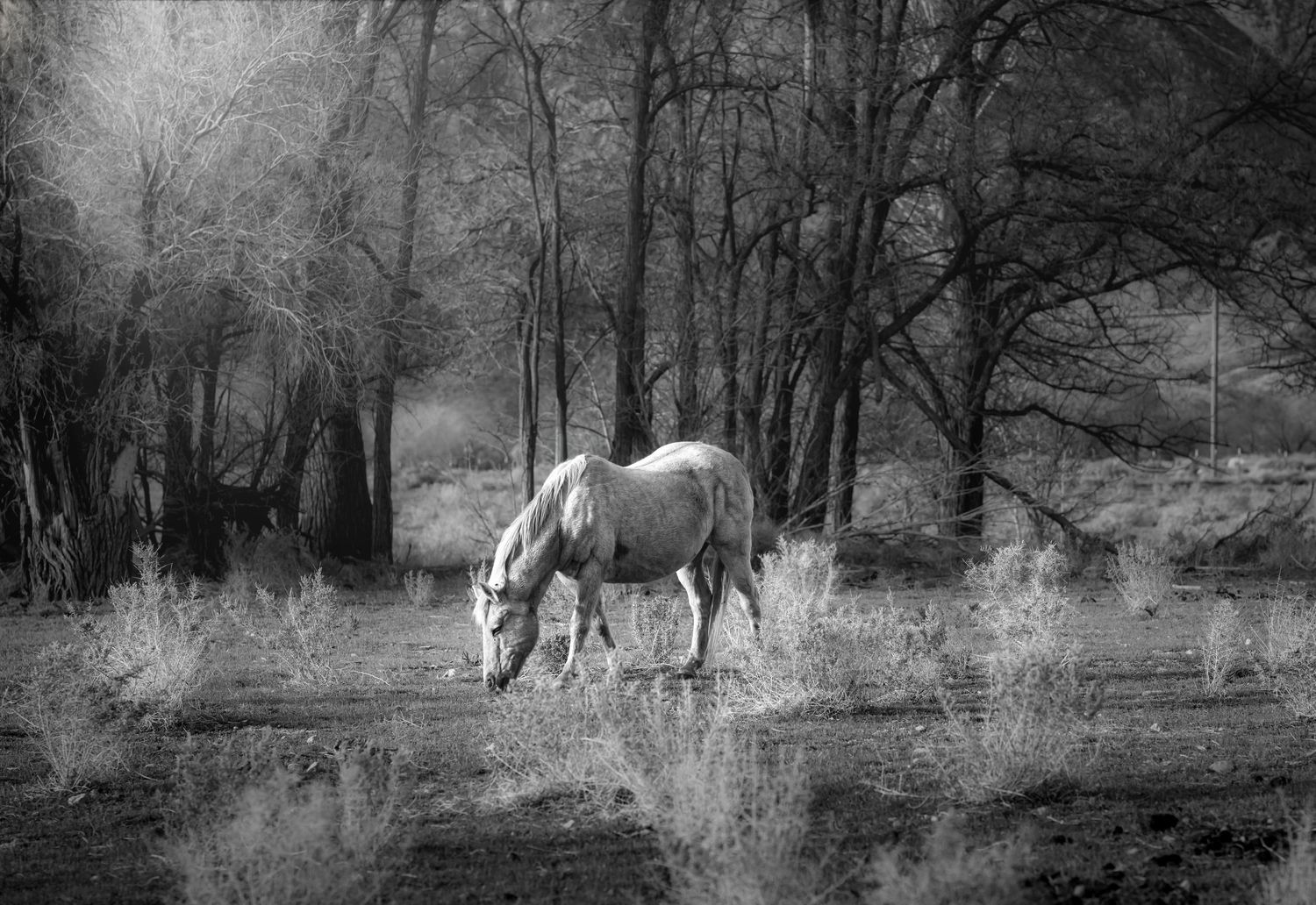 A lone white horse grazes peacefully in a misty black and white forest landscape with bare trees.