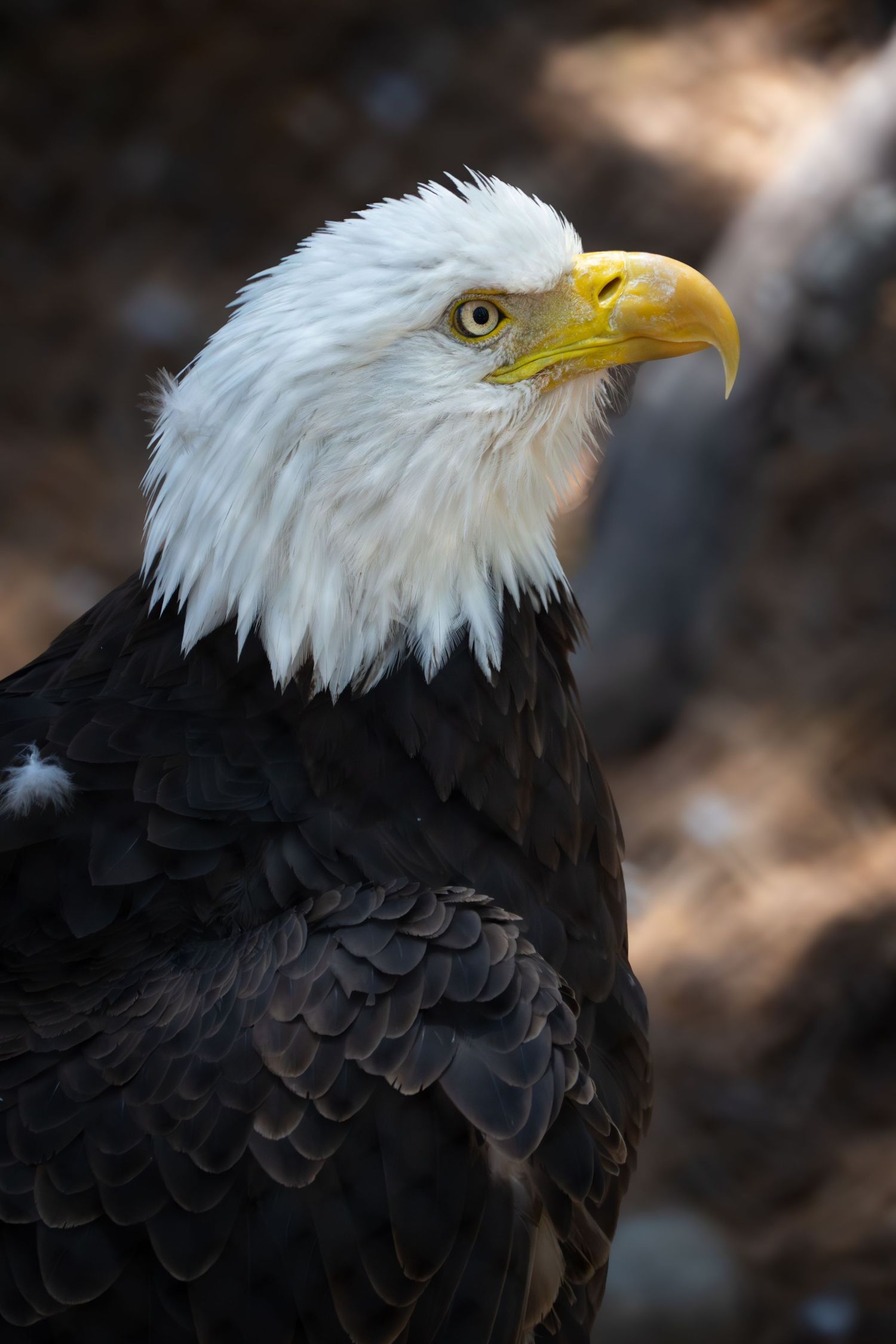 Cinematic environmental portrait of a wild animal in its natural habitat with dramatic lighting by Vince Shewmaker.