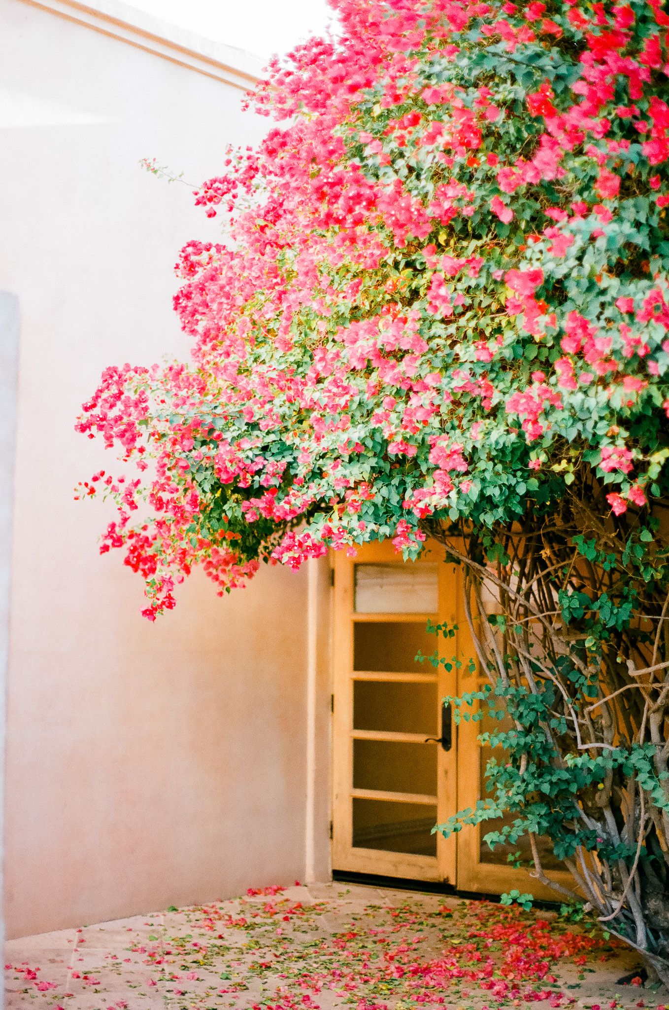 Pink bougainvillea flowers cascade over a beige wall with wooden doors creating a romantic garden entrance.