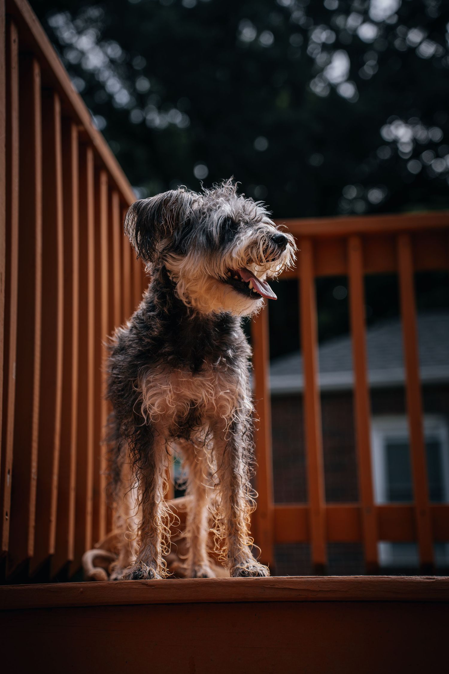 Pet Portrait of a small dog in Atlanta