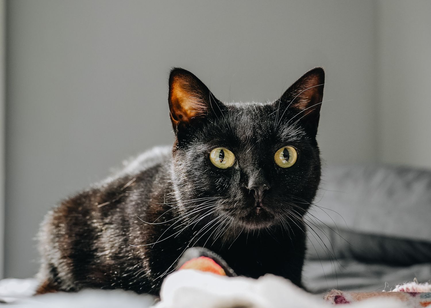 Pet Portrait of a black cat with wide eyes in Atlanta