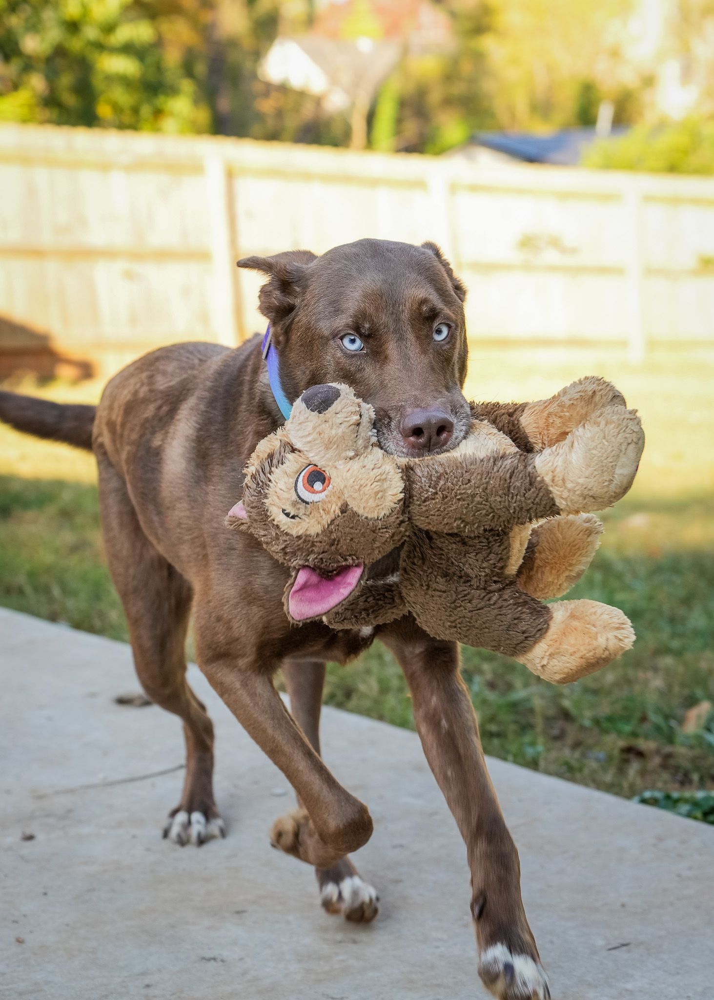 Pet Portrait of a brown lab running with a stuffed animal in Atlanta