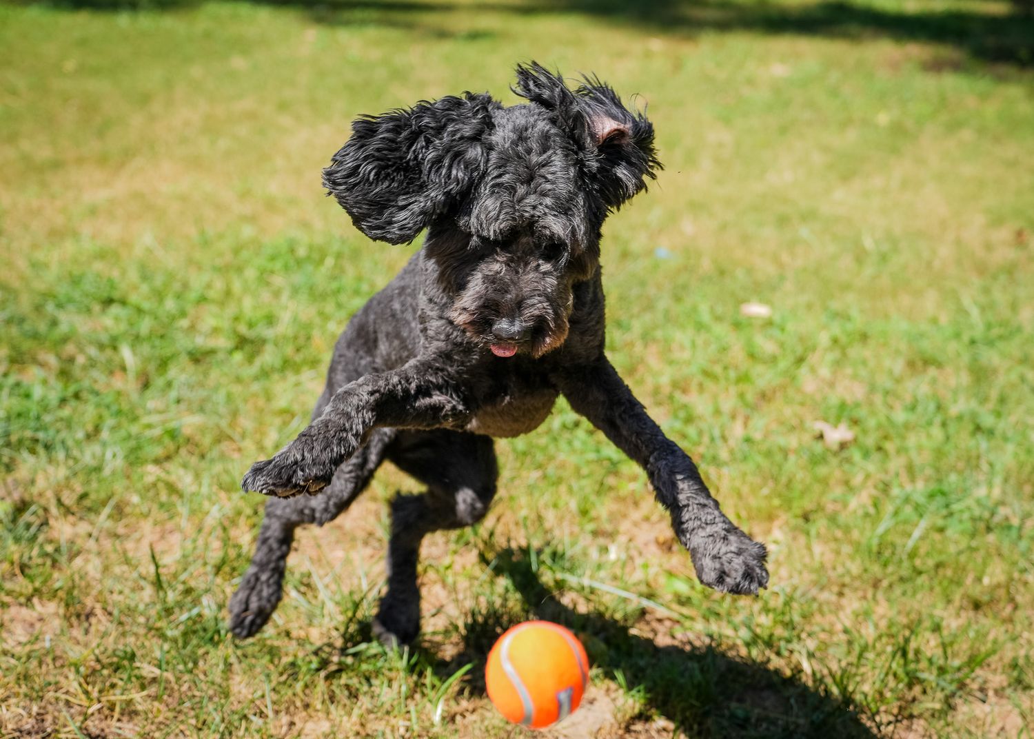 Pet Portrait of a black dog playing with a ball in Atlanta