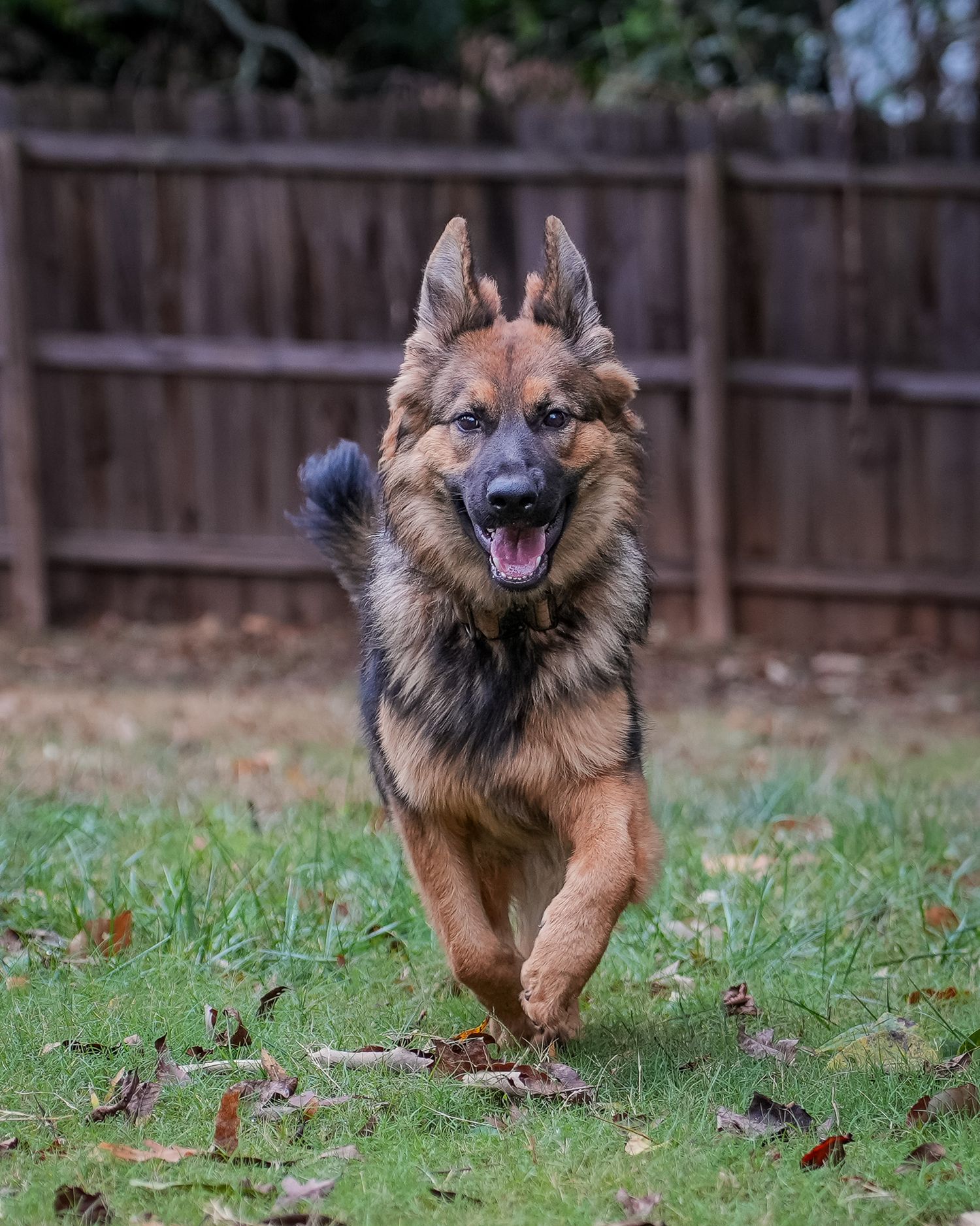 Pet Portrait of a German Shepherd running in Atlanta