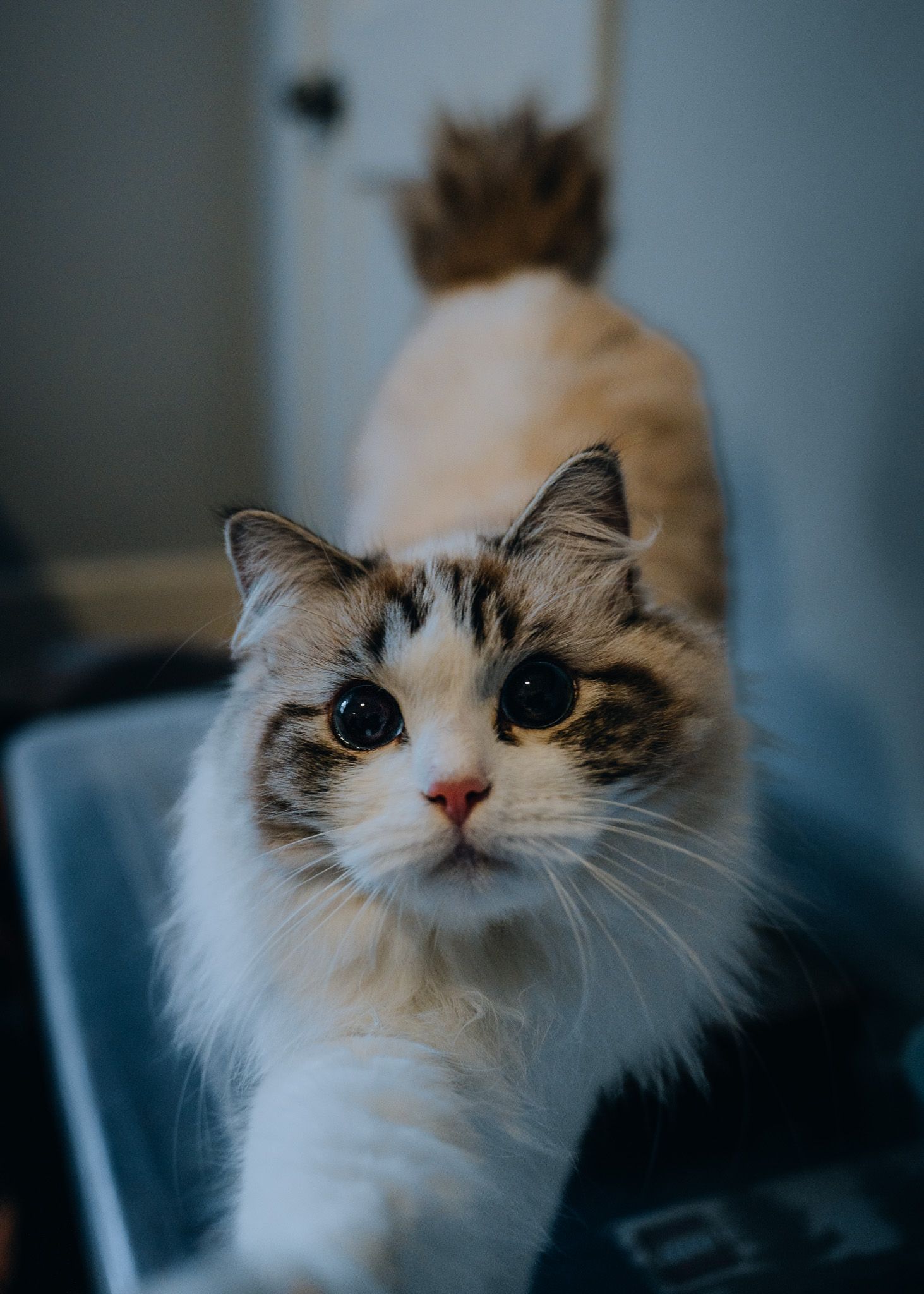 Pet Portrait of a pretty cat in Atlanta