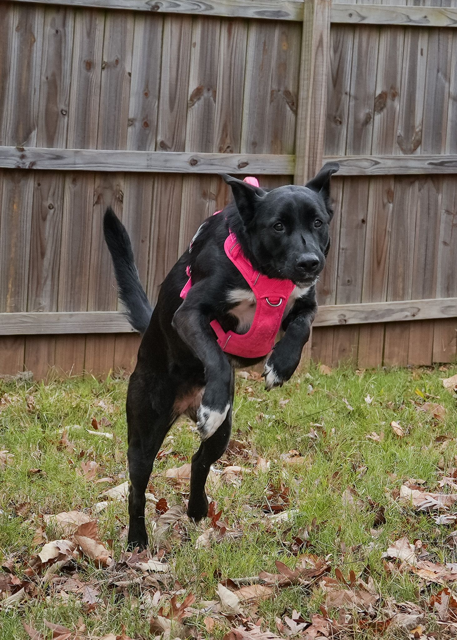 Pet action portrait of a black dog jumping in Atlanta