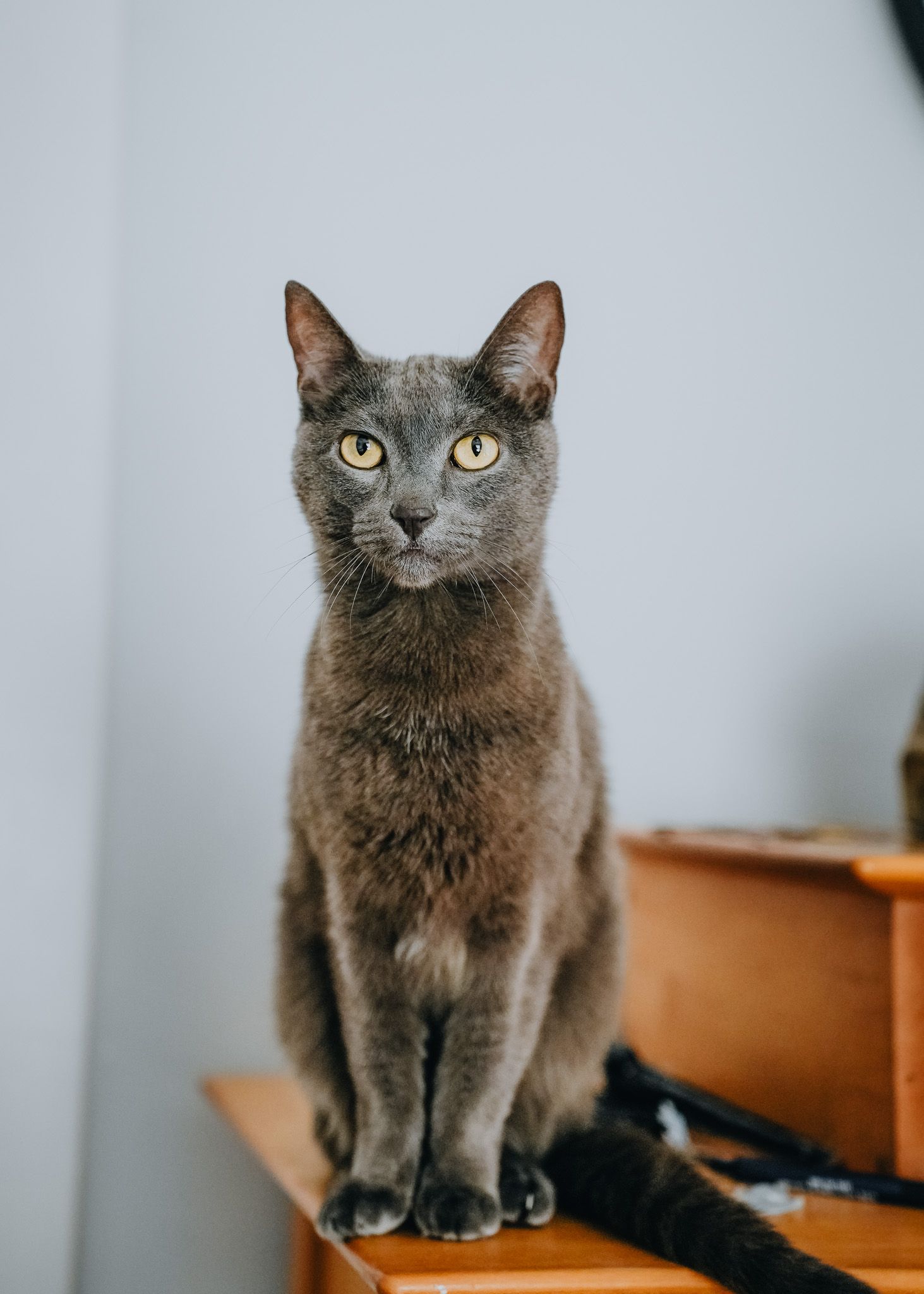 Pet Portrait of a silver cat in Atlanta