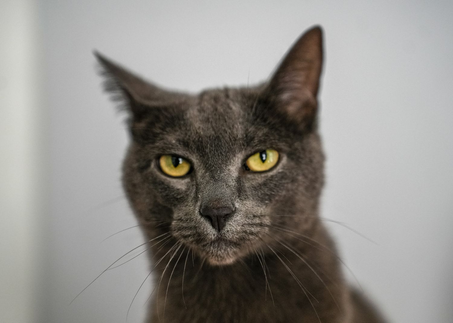 Pet Portrait of a silver cat in Atlanta