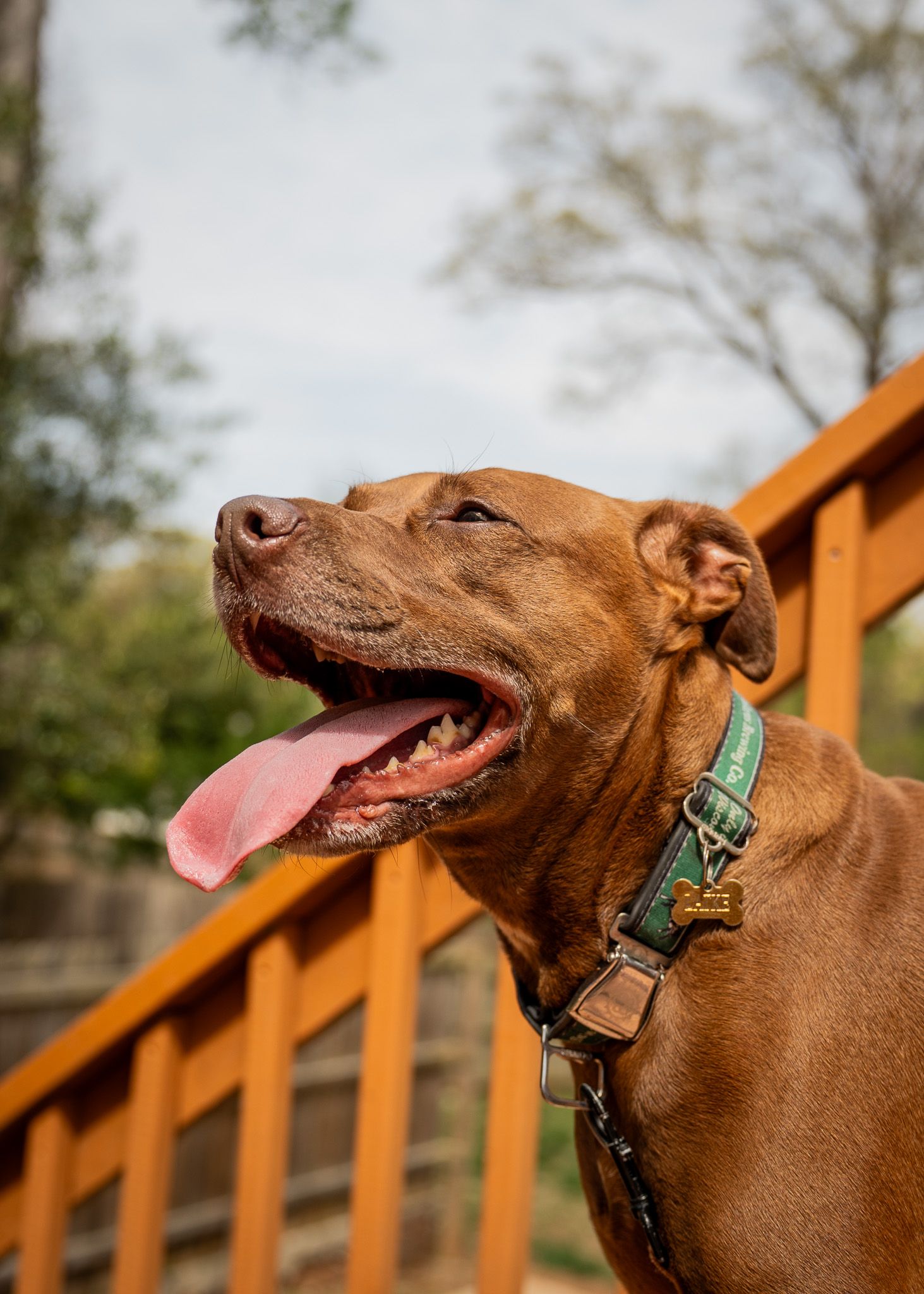 Pet Portrait of a brown dog in Atlanta