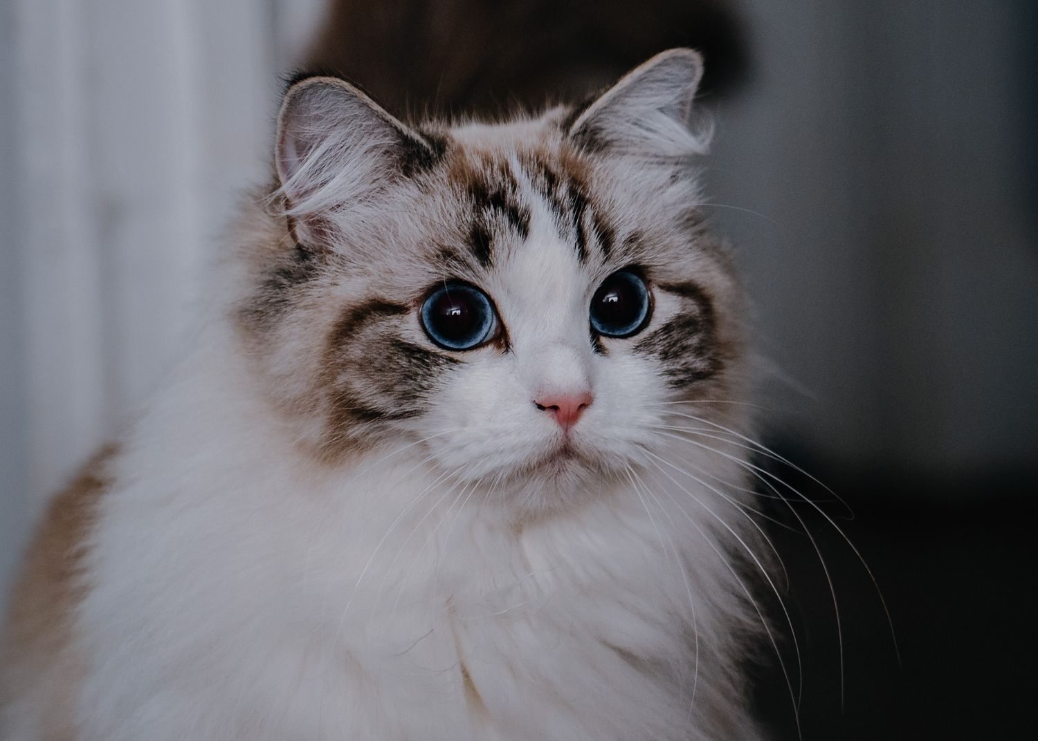 Pet Portrait of a pretty cat in Atlanta